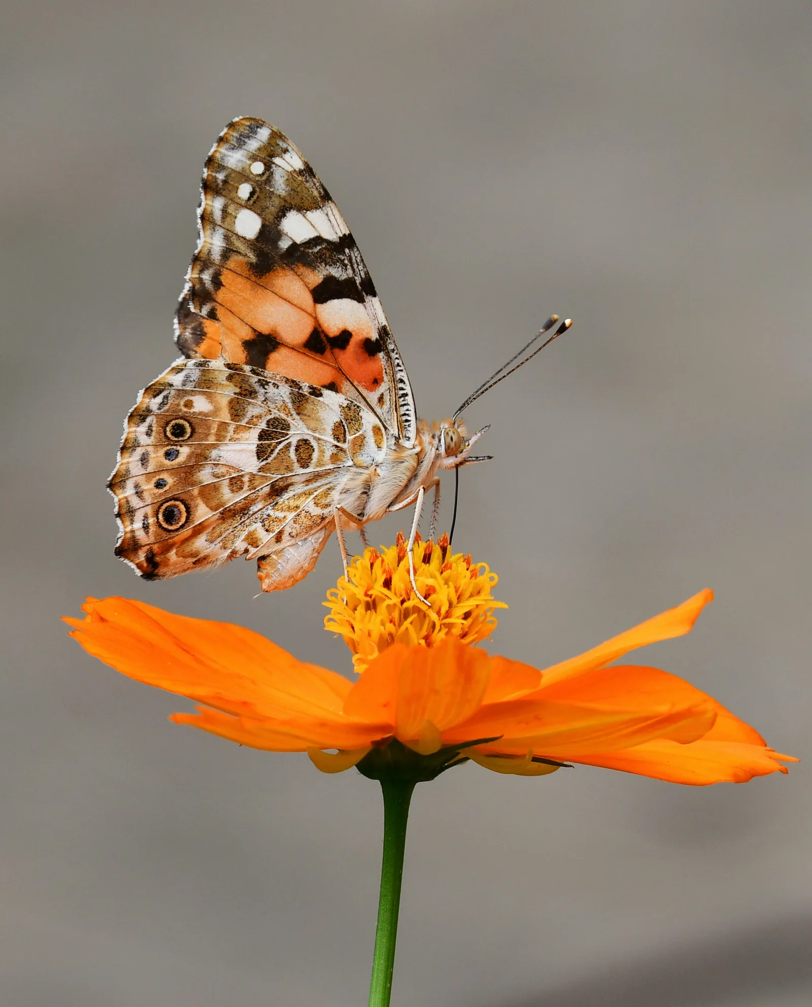 Schmetterling auf einer orangefarbenen Blüte