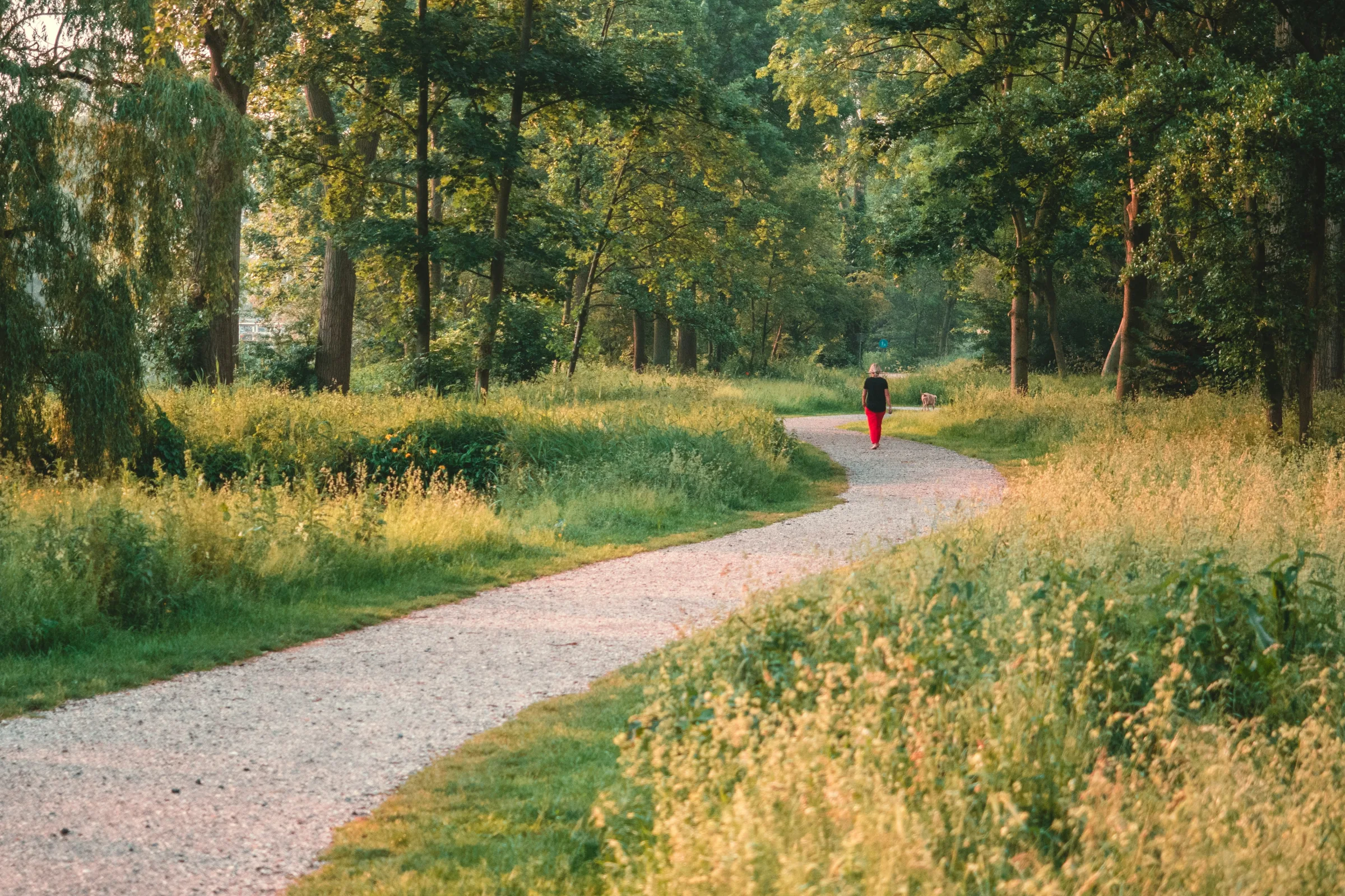 Geschwungener Rundweg durch einen naturnahen Stadtpark